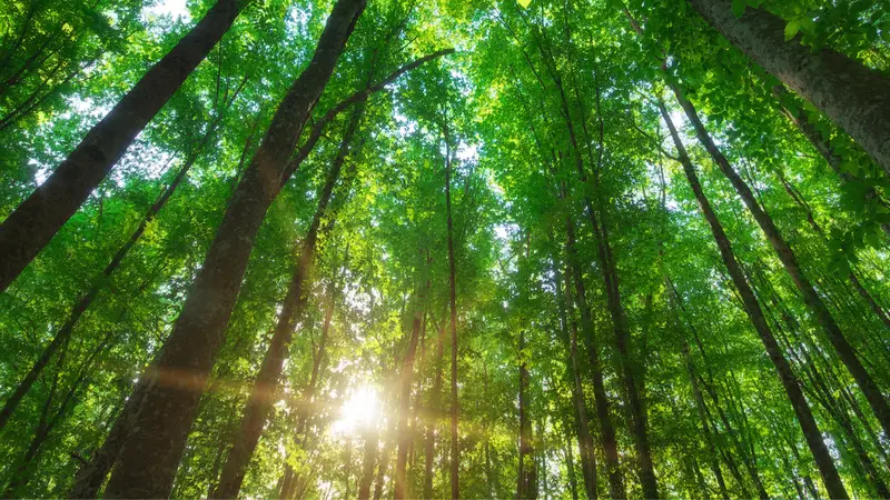 Looking up at trees in forest Looking up at trees in forest
