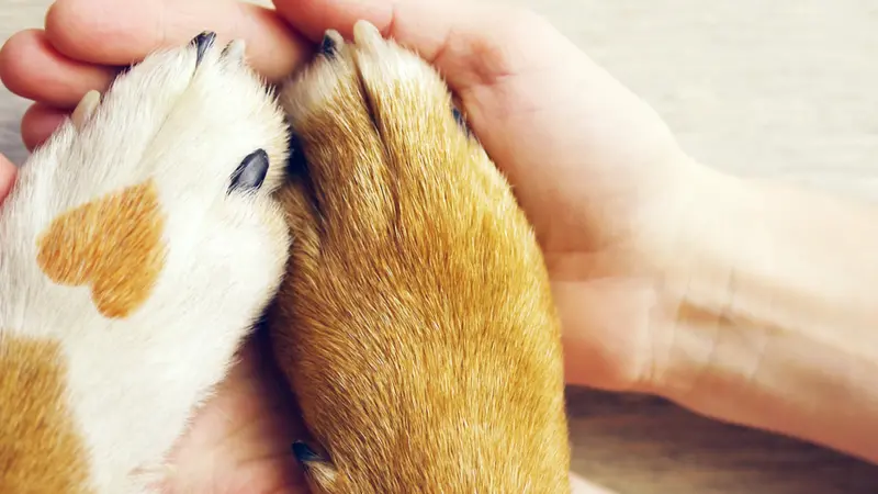 shutterstock 695184616 dog's paws