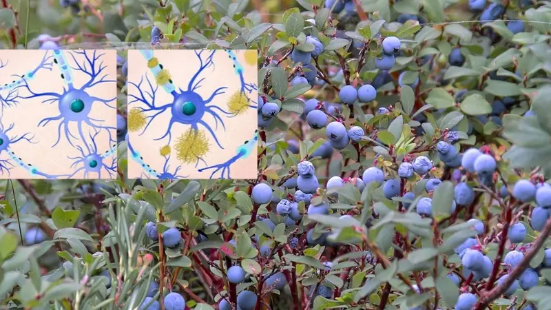 Blueberries with Neurons in the healthy brain in comparison Alzheimer's disease with amyloid plaques.