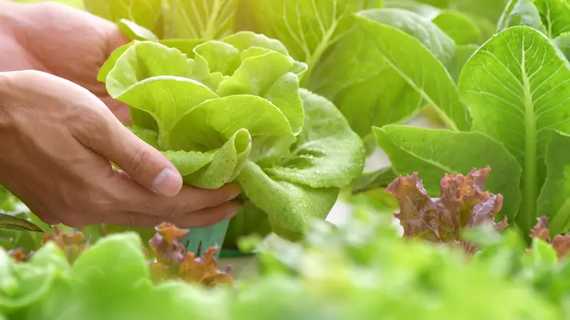 Close up hand farmer in garden during morning time