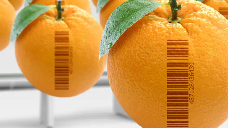 Genetically modified food concept (GMO). Oranges artificially produced in laboratory Genetically modified food concept (GMO). Oranges artificially produced in laboratory