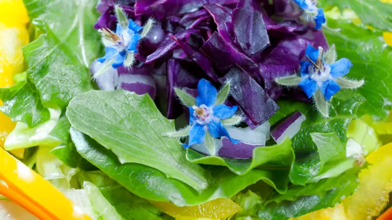 Beautiful Rainbow Salad Beautiful Rainbow Salad