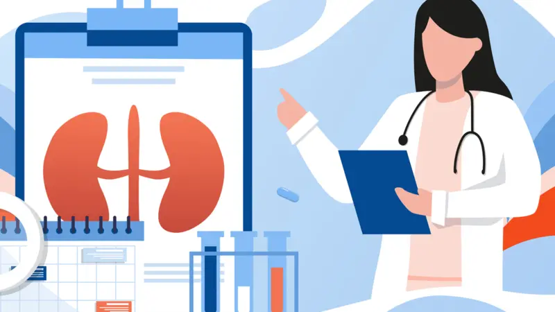 Kidney healthcare, doctor doing medical research Kidney healthcare, doctor doing medical research