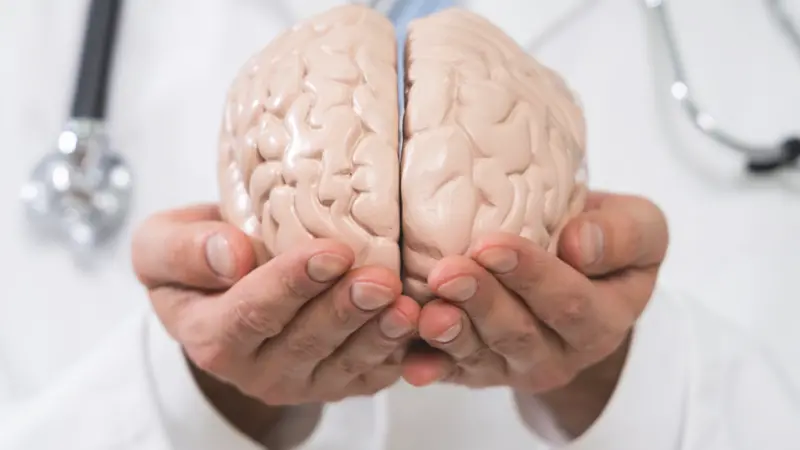 Close-up Of A Doctor's Hand Holding Human Brain Model