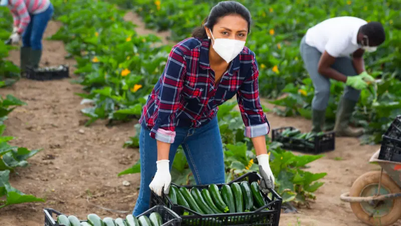 woman in medical face mask working on farm field in spring day, harvesting organic zucchini