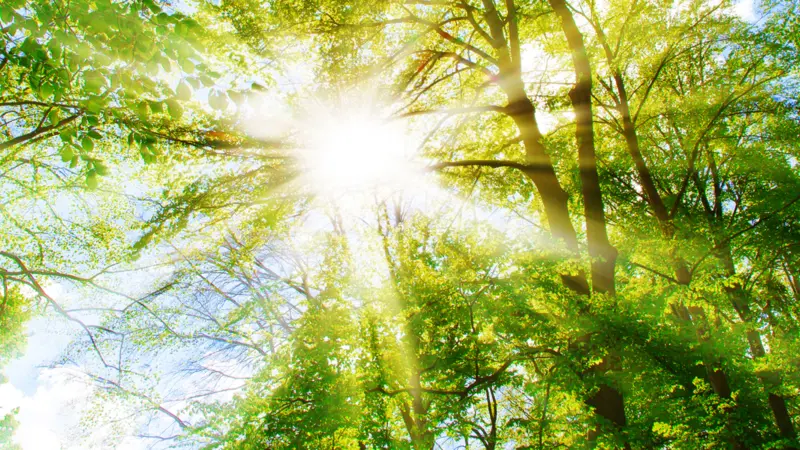 Bright sun in the forest Bright sun in the forest
