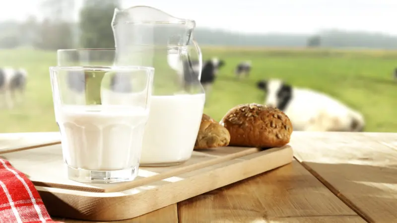 glass of milk and cows
