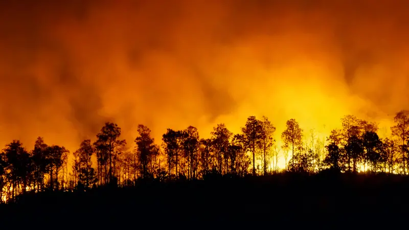 forest fire disaster forest fire disaster