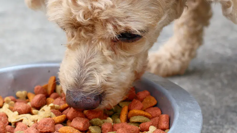 Dry food and the dog