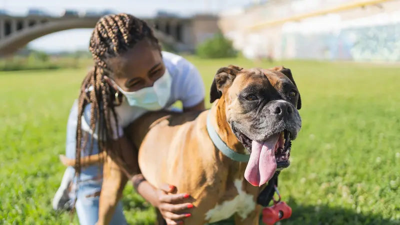 woman with braids and protective mask on her knees on the grass embracing a boxer dog in a sunny day and with a bridge on the background