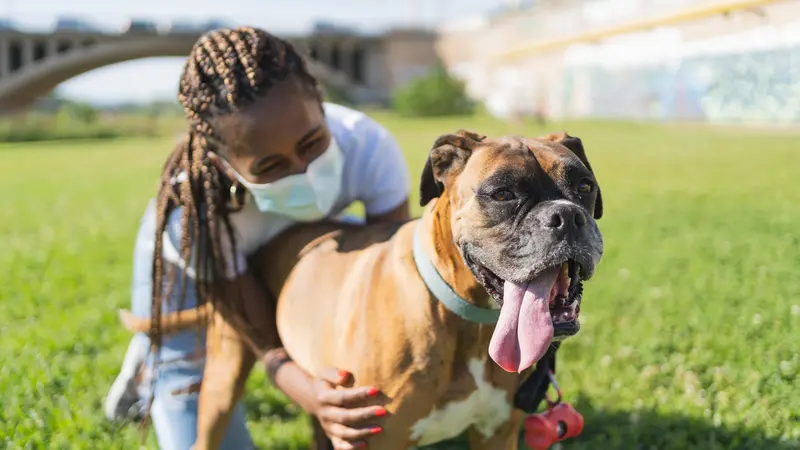 woman with braids and protective mask on her knees on the grass embracing a boxer dog in a sunny day and with a bridge on the background woman with braids and protective mask on her knees on the grass embracing a boxer dog in a sunny day and with a bridge on the background