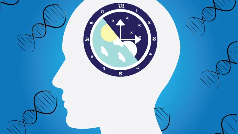The circadian rhythms are controlled by biological clocks
