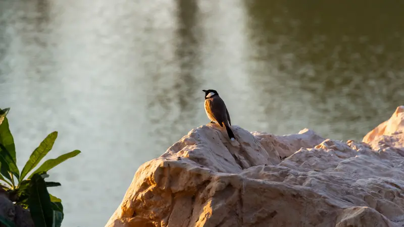 A lone gray bird sits on a bright stone on the shore of the bay.