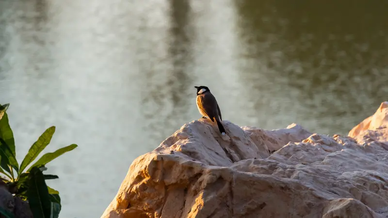 A lone gray bird sits on a bright stone on the shore of the bay. A lone gray bird sits on a bright stone on the shore of the bay.
