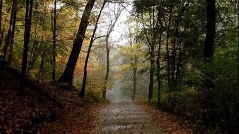 trees in a forest with a path