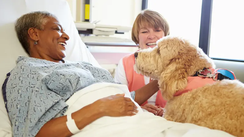 Pet Therapy Dog Visiting Senior Female Patient In Hospital