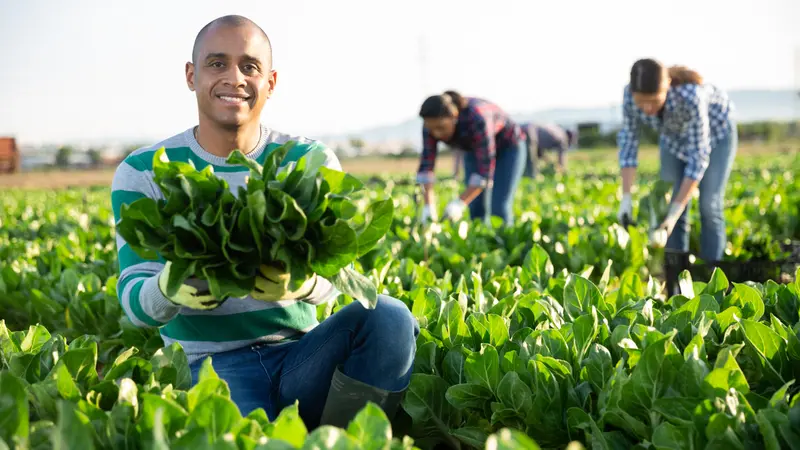 farm owner demonstrates chard harvest in his field