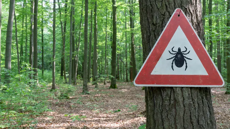 tick insect warning sign in forest