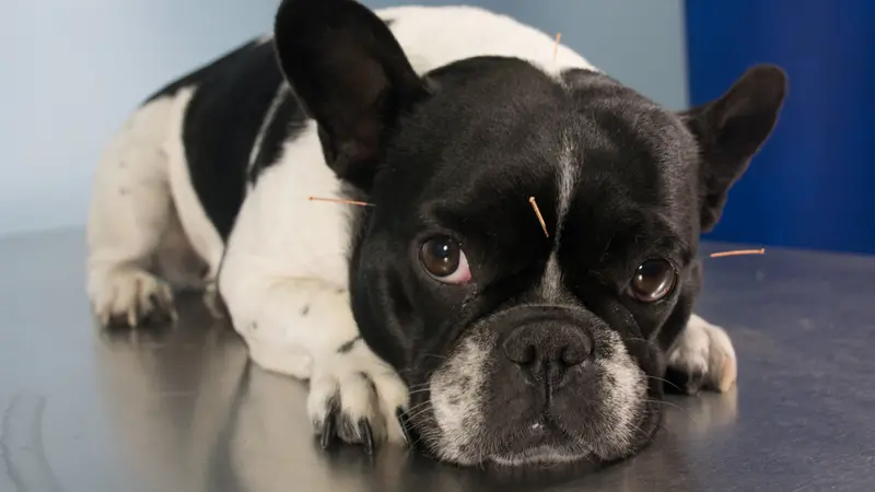 Veterinarian performing acupuncture in dogs