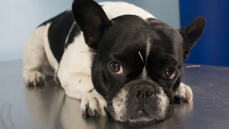 Veterinarian performing acupuncture in dogs Veterinarian performing acupuncture in dogs