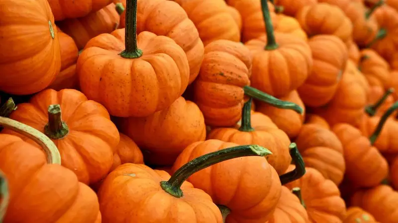 pile of small orange pumpkins