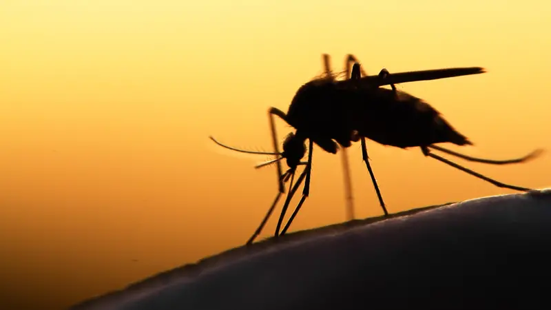 Mosquito on human skin at sunset