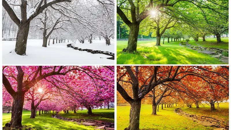 Four seasons with japanese cherry trees in Hurd Park, Dover, New Jersey