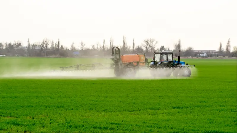 Tractor with high wheels applying finely dispersed spray chemicals on young wheat.