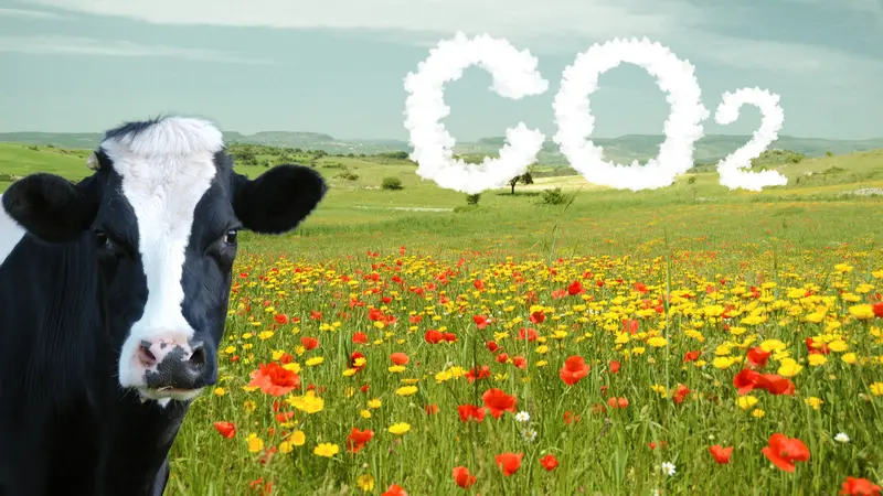 CO2 grassland with sky clouded by pollution and a watching cow