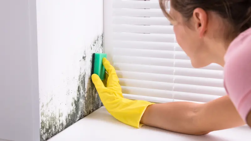 Close-up Of Woman Cleaning Mold From Wall Using Sponge Close-up Of Woman Cleaning Mold From Wall Using Sponge
