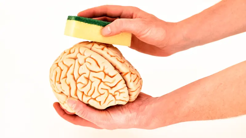 Brain model in hands by washing with sponge