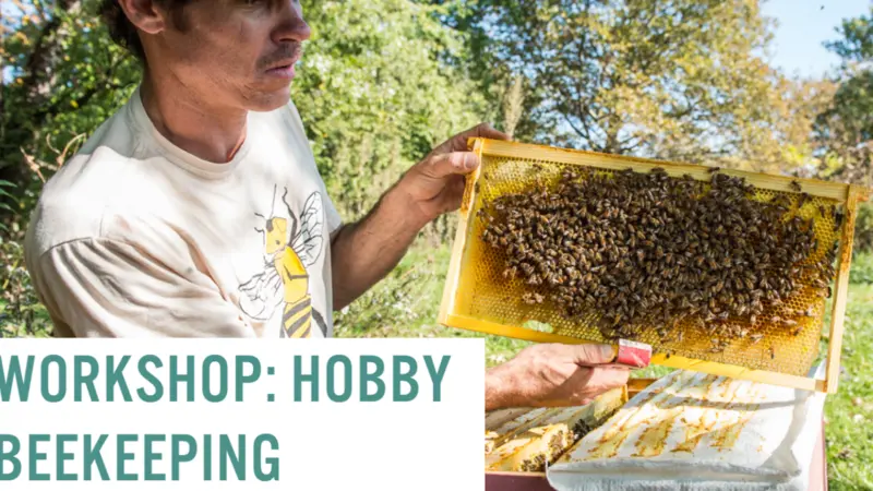Man holding apiary parts covered in bees