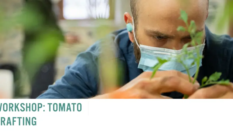 Tomato Grafting Workshop 2022 Tomato Grafting Workshop 2022