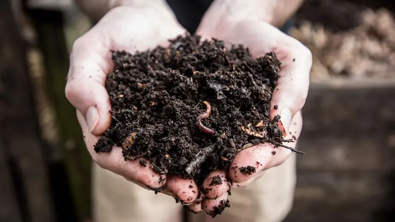 2 hands holding a scoop of compost 