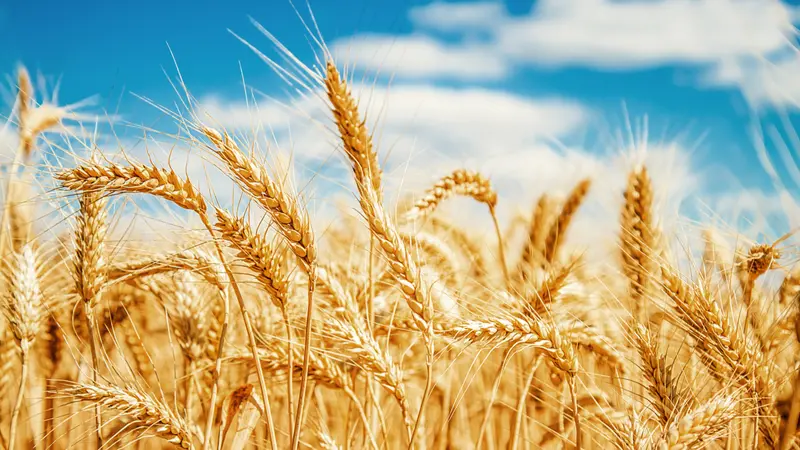 Gold wheat field and blue sky Gold wheat field and blue sky
