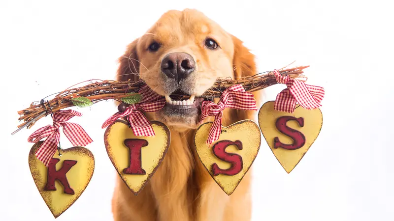 A beautiful Golden Retriever Dog holding a sign in his mouth that says KISS A beautiful Golden Retriever Dog holding a sign in his mouth that says KISS