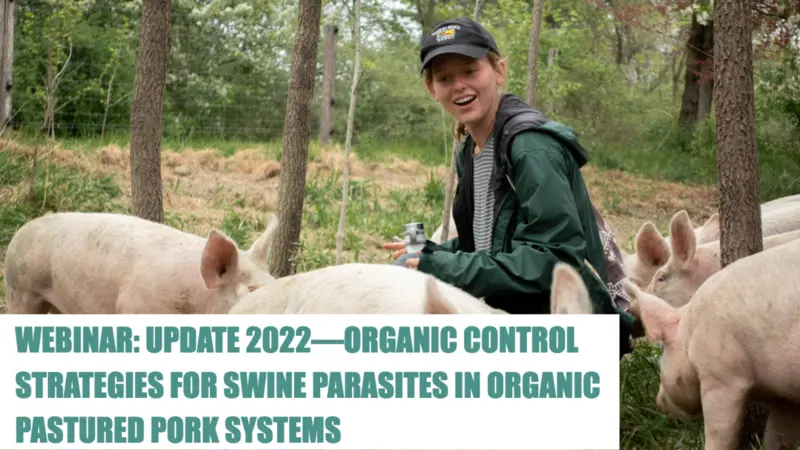 Woman farm worker surrounded by pigs on farm