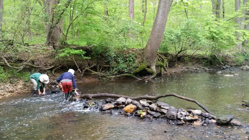 Forest with trees and a flowing river, children playing in the river