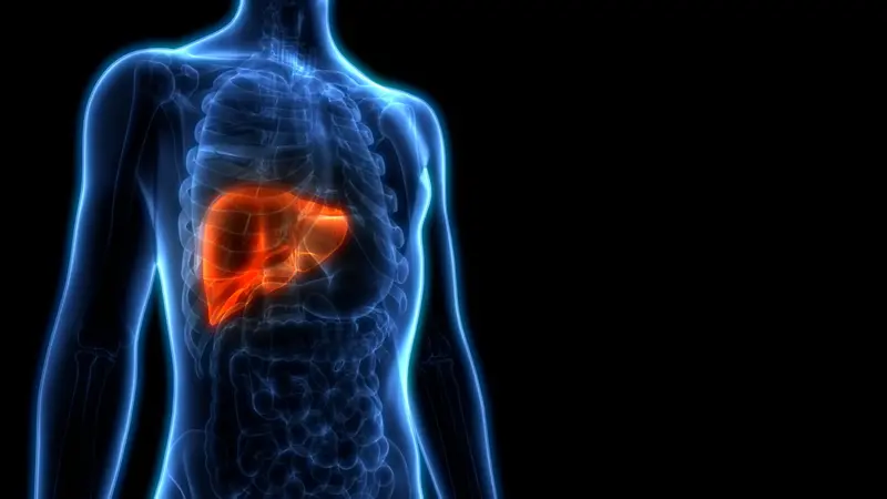 Human Liver Anatomy. 3D Human Liver Anatomy. 3D
