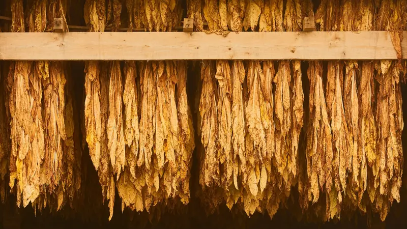 Curing Burley Tobacco Hanging in a Barn