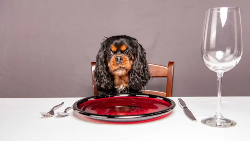 A dog makes a funny, angry face like she's starving and demanding food, while sitting at a nice table.