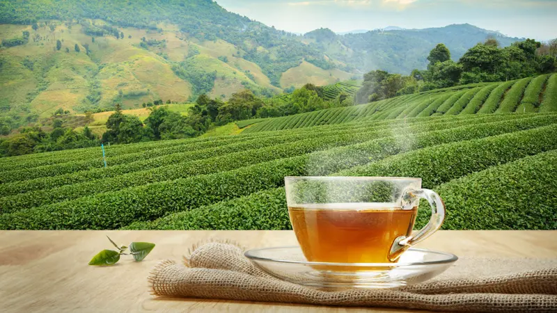 Cup of hot tea and leaf on the wooden table with the tea plantations background Cup of hot tea and leaf on the wooden table with the tea plantations background