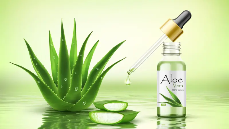 Aloe vera plant with fresh drops and dropper glass bottle.