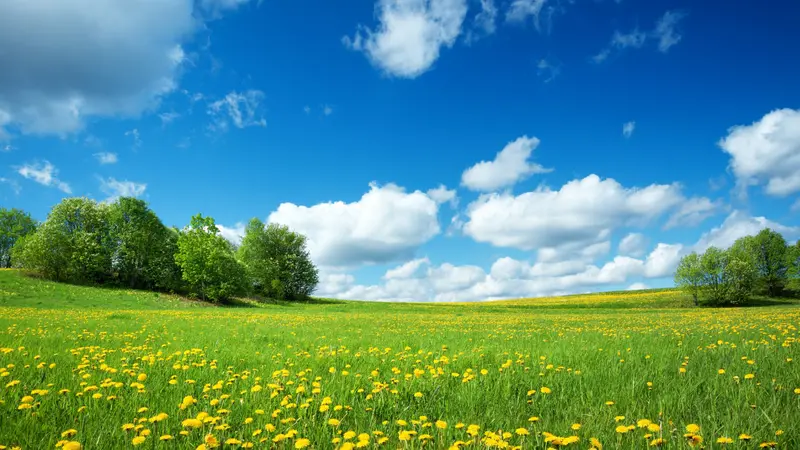 Field with yellow dandelions and blue sky