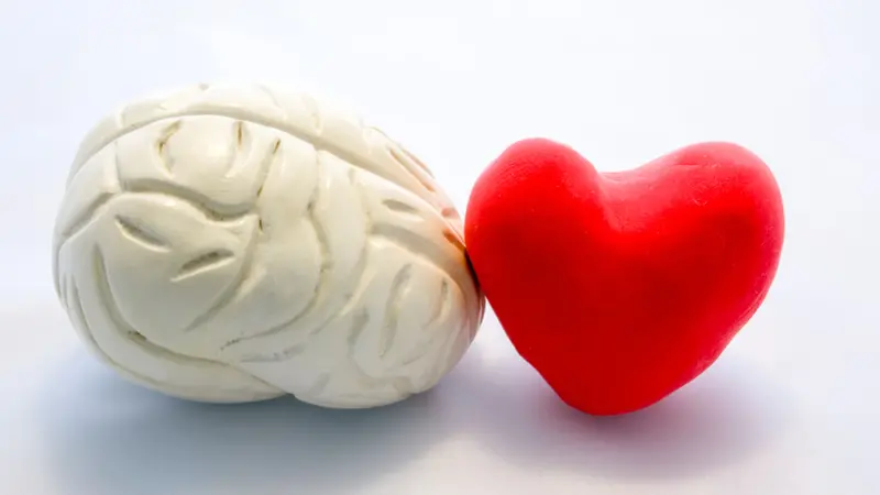 Vagus nerve connection of heart and brain Vagus nerve connection of heart and brain