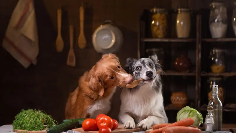 Dogs sharing a spoon Dogs sharing a spoon