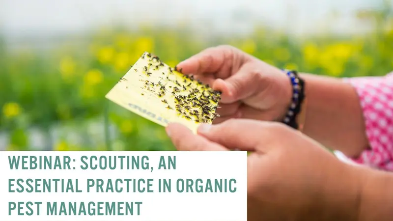 Scouting, An Essential Practice in Organic Pest Management Scouting, An Essential Practice in Organic Pest Management banner image