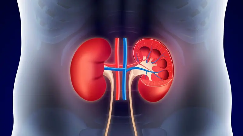 Human kidneys Human kidneys