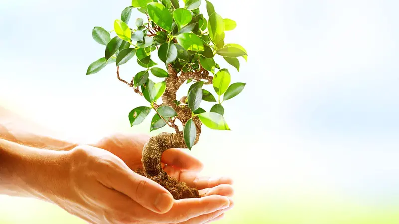 Hands holding a small tree