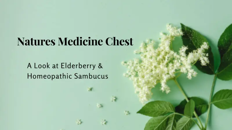 Nature’s Medicine Chest: A Look at Elderberry & Homeopathic Sambucus Elderberry white flower